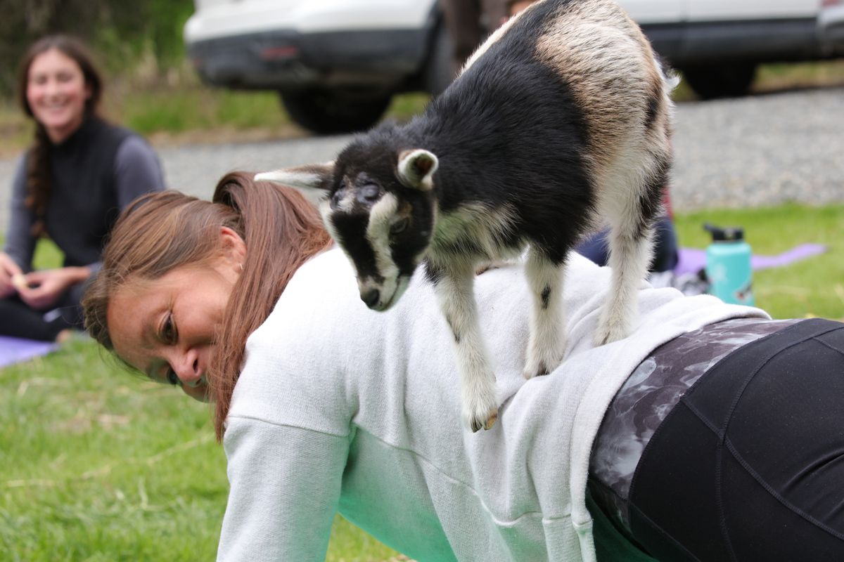 Goat Yoga @ Bear Paw Festival