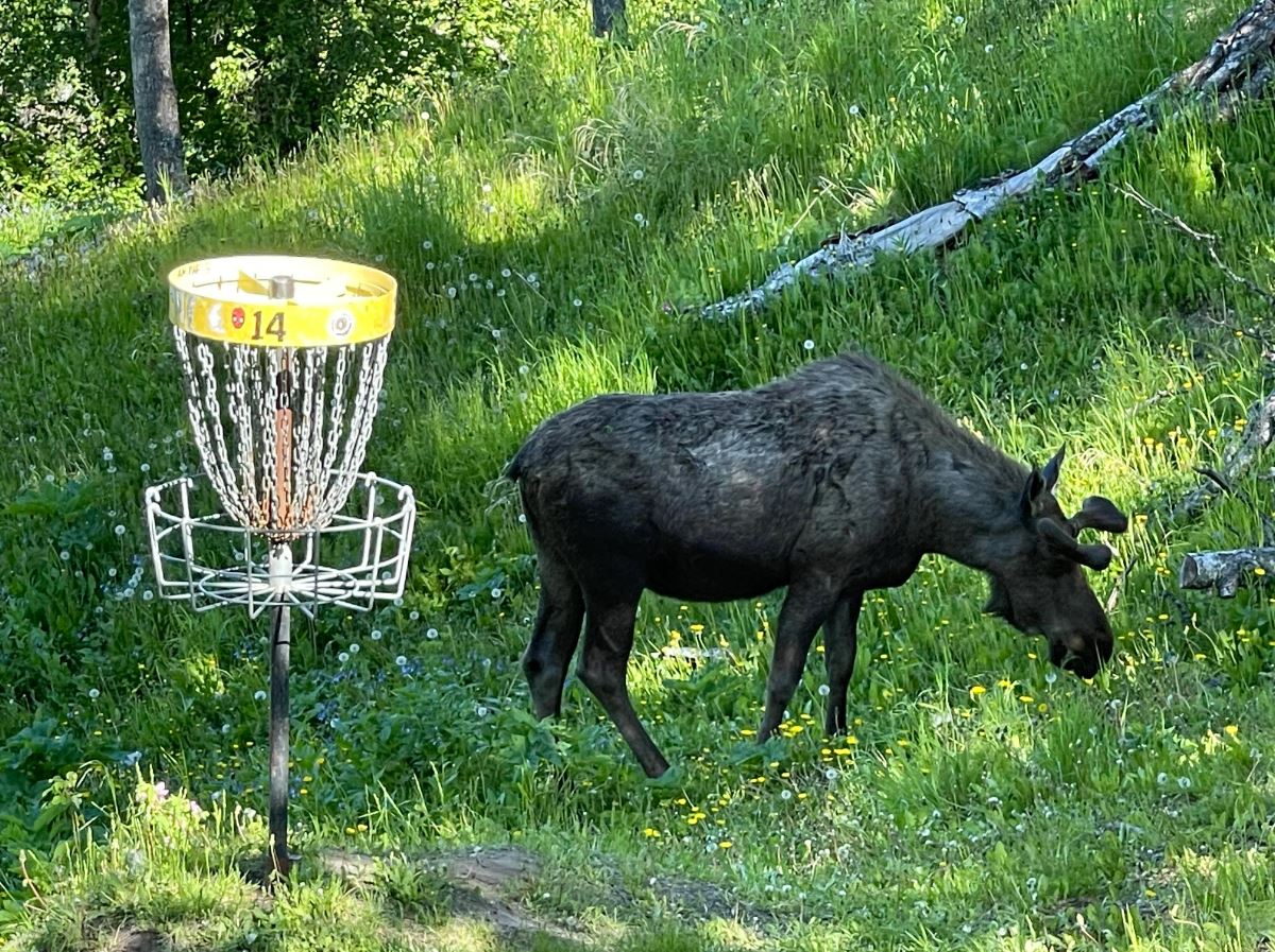 Disc Golf Game. Looking for Friendly Competition.