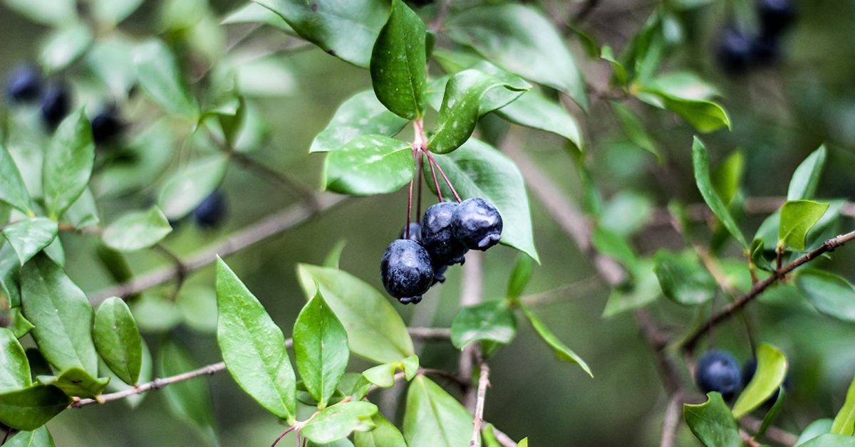 Urban Harvest: Blueberry Picking