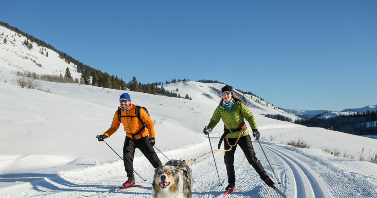 Skijoring Class - Bring your Dog!
