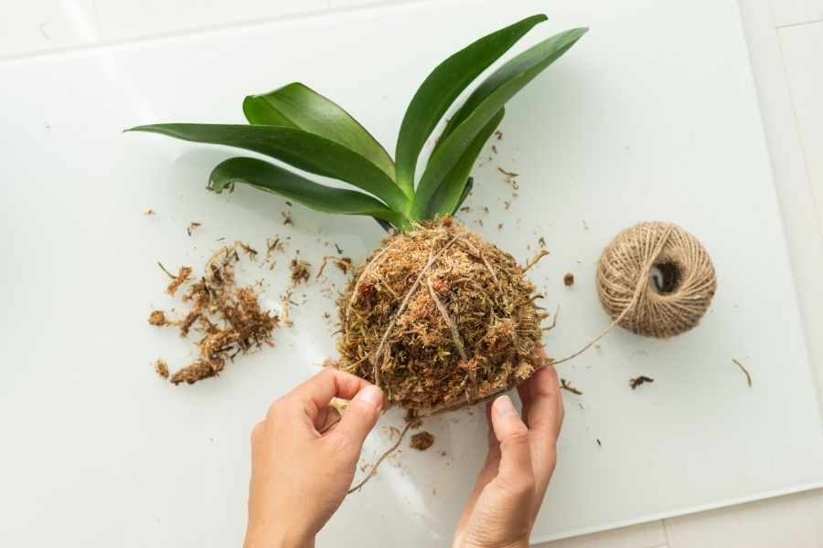 Kokedama with Orchids Workshop