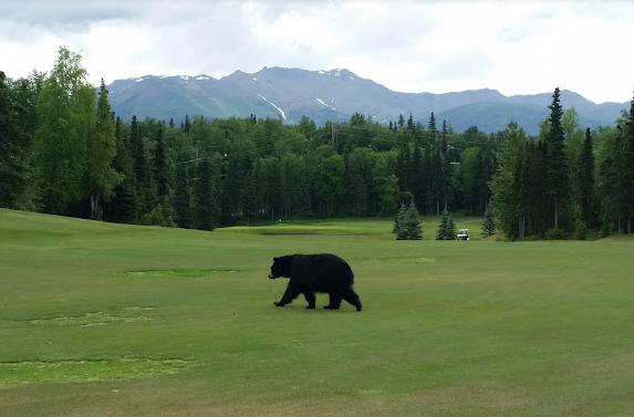 Golfing in Anchorage Alaska with a Black Bear blocking the fairway and Mountain Scenery