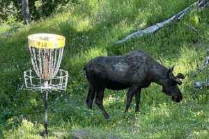 Game of Disc Golf - Friendly Competition