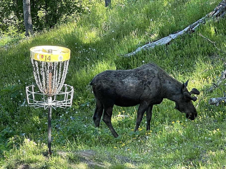 Game of Disc Golf - Friendly Competition